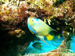 This shot of a Queen Angel was taken last November off Gr... by Kenneth Smith 